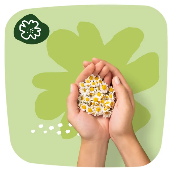 Naturella Classic Normál Camomile Egészségügyi Betét szárnyas betét x10 termékhez kapcsolódó kép